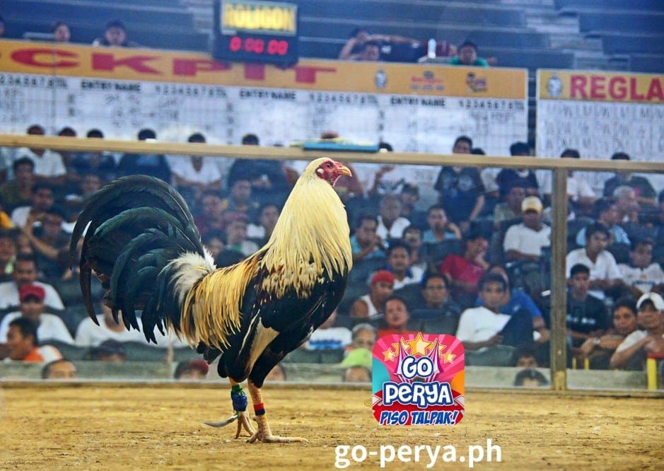 GO PERYA SABONG