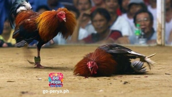 Lahat ng katangian ng karaniwang Pilipino ay akma sa sabong, sasabihin