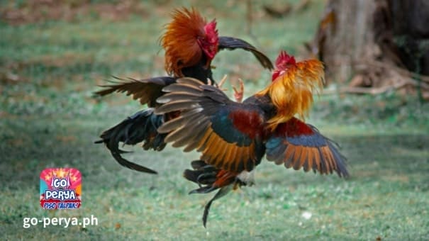 Ang mga round-headed na manok ay kilala sa kanilang pagiging agresibo, tibay, at tibay, na ginagawa silang mabigat na kalaban sa ring ng sabong. Para sa karagdagang impormasyon tungkol sa Sabang World, mangyaring sundan ang Go Perya.