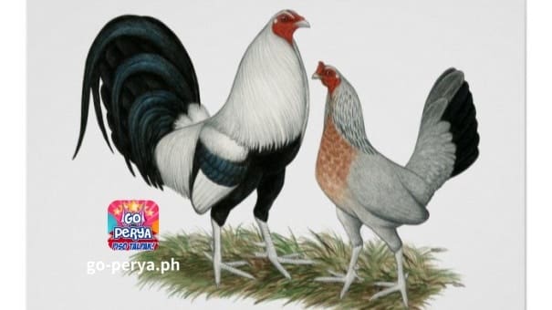 Ang Sabong ay isang kontrobersyal na isport na may mahabang kasaysayan at maraming tagasunod, lalo na sa Pilipinas. Maraming malalaking paligsahan sa sabong ang ginaganap sa buong mundo bawat taon, na umaakit sa mga nangungunang breeder at mga katunggali sa sabong mula sa iba't ibang bansa. Ang mga kumpetisyon na ito ay nagbibigay ng isang plataporma para sa mga mahilig sa sabong upang ipakita ang kanilang mga kasanayan sa pagpaparami at pakikipaglaban, network at matuto mula sa bawat isa.